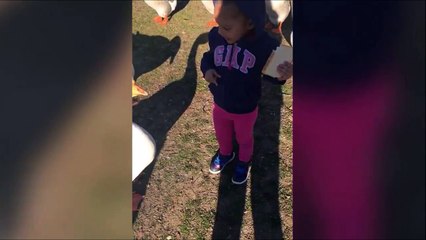 Quand tu te feux pincer les fesses par une oie...