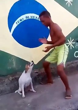 Ce chien a le rythme dans la peau !