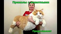 Приколы с животными Fun with animals №258 1