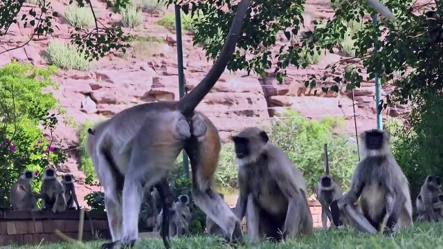 Aggiungono una scimmia robot al branco. Ciò che accade quando muore stupisce i ricercatori