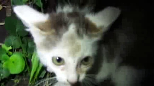 Дети матеряться