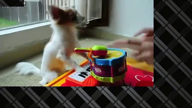 Приколы с кошками котами и с животными Подборка Смех До Слез!