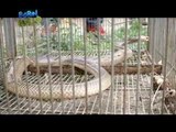 Doc Ferds Recio rescues two Philippine cobras | Born to be Wild