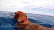 A dog sees something swimming in the open sea. Then he dives into the water and something wonderful happens