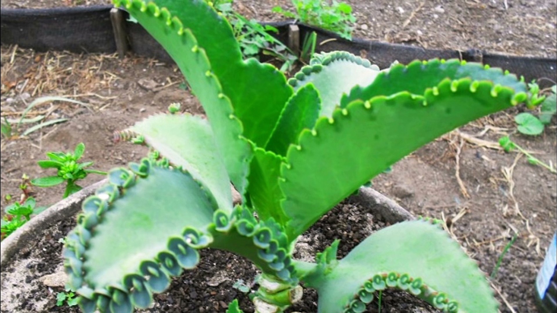 Planta Que Cura Cancer Aranto Como Usar 10youtube Com Video