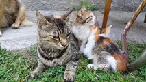 Cats Real True Mother Love and Dog Family Friend