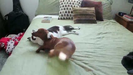 Кошка успокаивает собаку