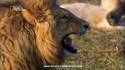 Duvido quem nao rir em 15