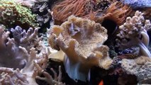Coral (invertebrates)