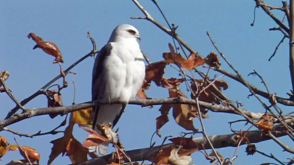 White-tailed Kite (Bird)