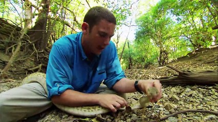 Chasseur de venin - Mordu