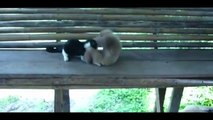 Кошки смешные Веселые и смешные кошки - видеоподборка