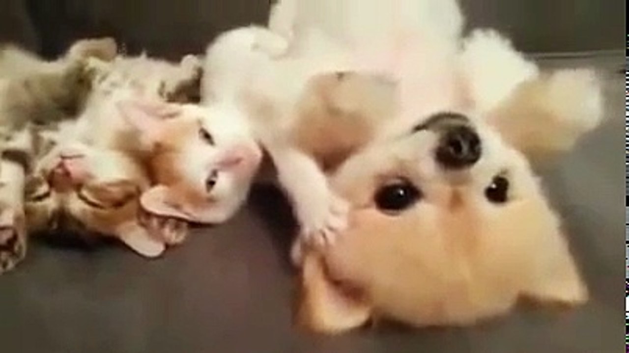 Приколы про животных. Забавные котята и щенки. Fun with animals. Приколы про котов и собак.