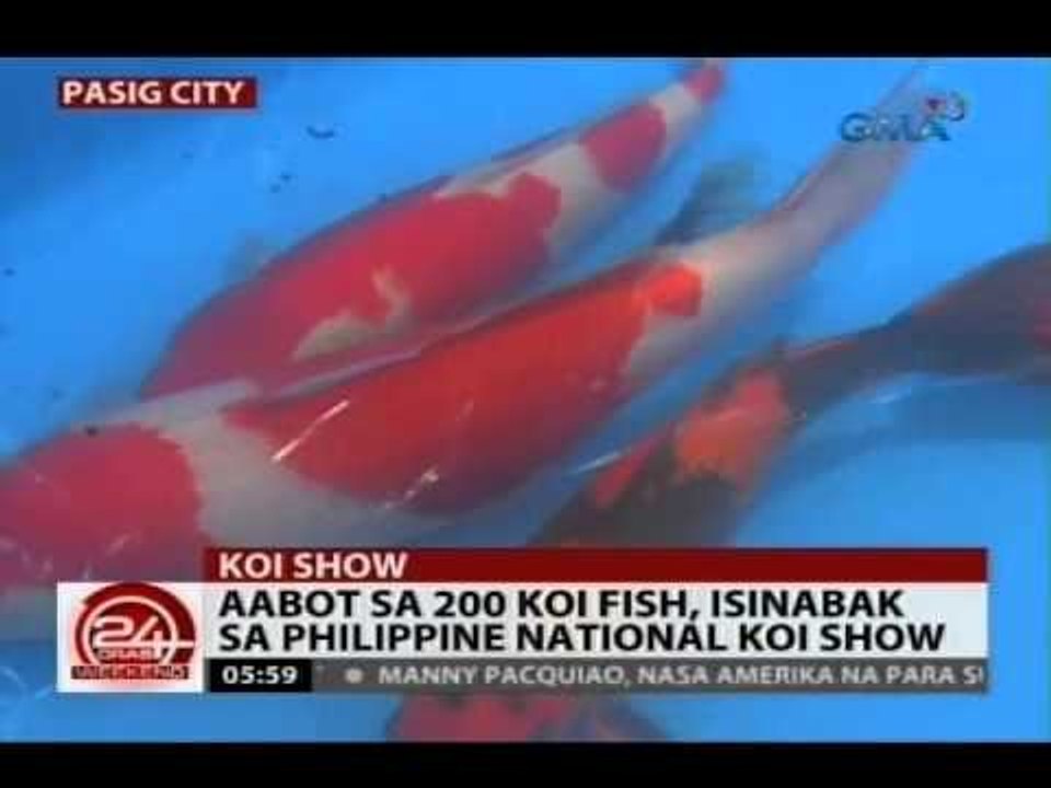 24 Oras: Aabot sa 200 Koi fish, isinabak sa Philippine National Koi Show