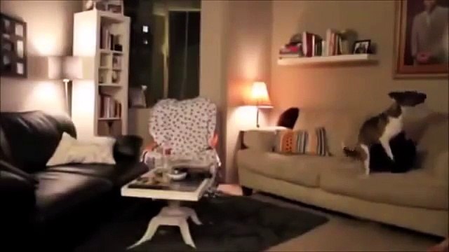 Животные одни дома