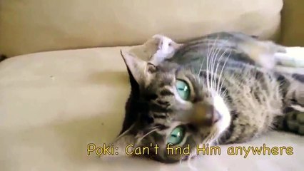 Лучшие друзья собака ёж и кот Прикол.Hedgehog Dog and Cat.