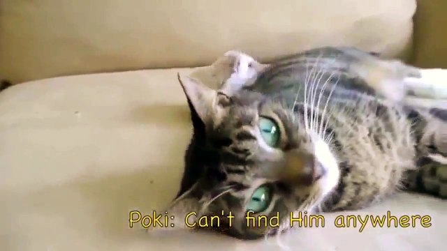 Лучшие друзья собака ёж и кот Прикол.Hedgehog Dog and Cat.