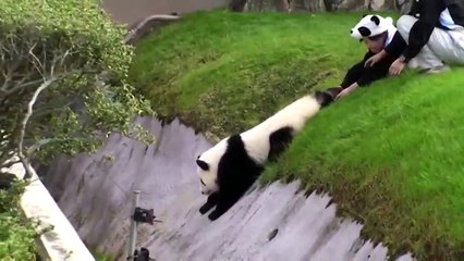 Панда хулиганка.Funny panda.