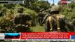 NTVL: Mga loobang Brgy. ng Mamasapano, pinasok na ng 2 batalyon ng Philippine Marines