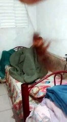 TÁ TRANQUILO TÁ FAVORÁVEL O VIDEO DA BARATA