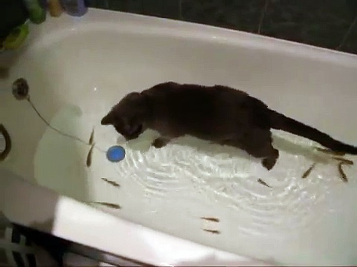 ⁣ПРИКОЛ. КОТ ЖЖОТ В ВАННЕ С РЫБКАМИ.