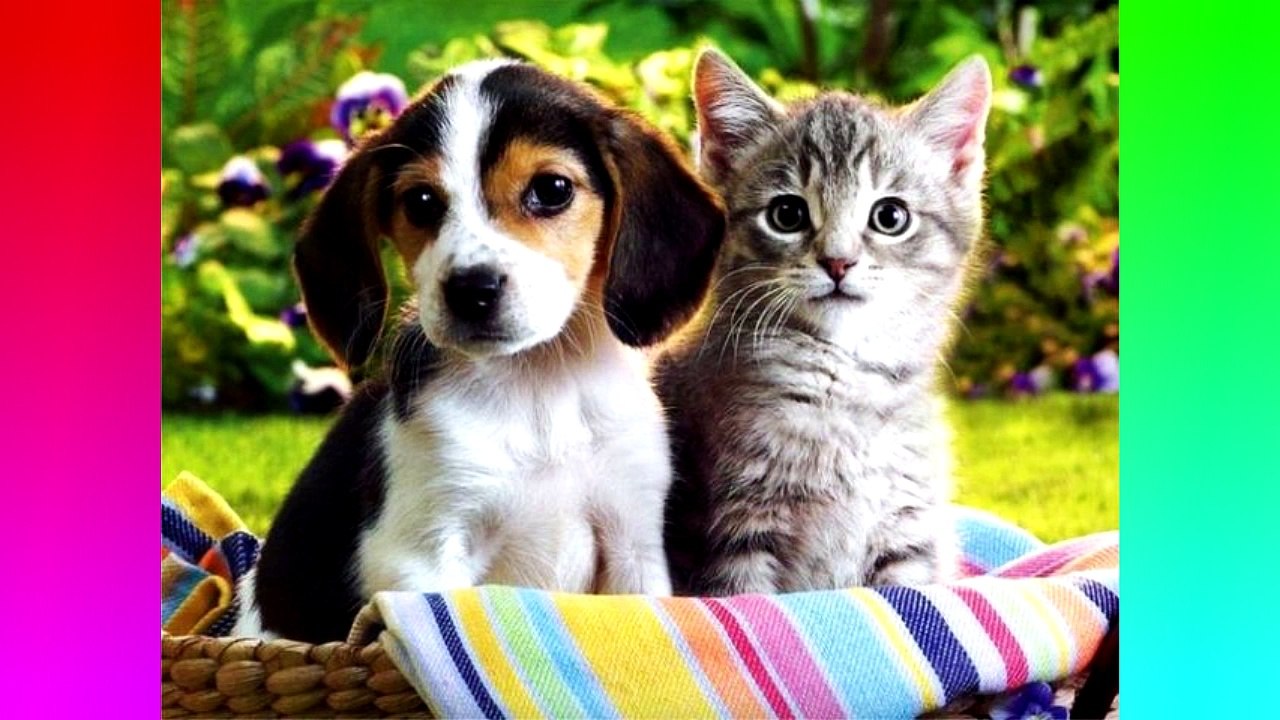 Top 10 Facts: Cats // QuickTops