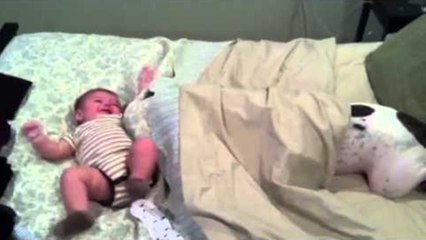 Pit Bull dog playing with a 5 month baby is making him laugh