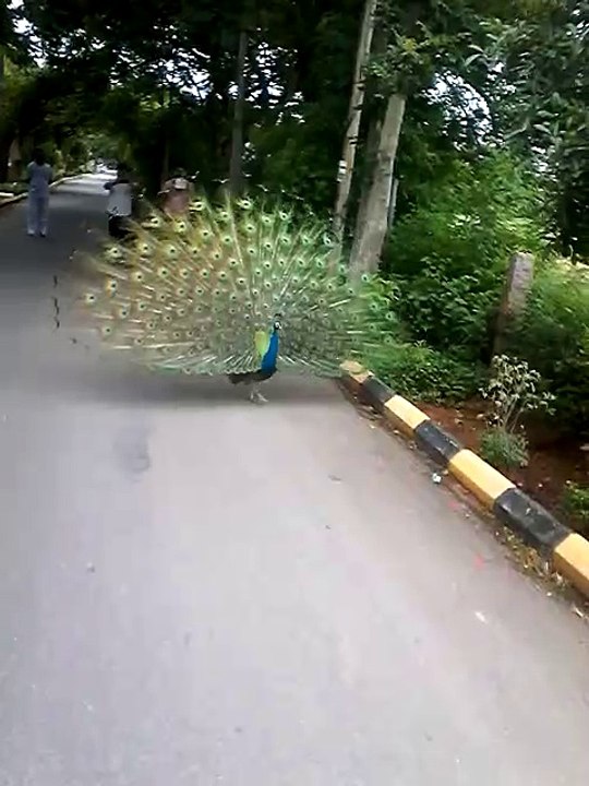 Beautiful Peacock dance