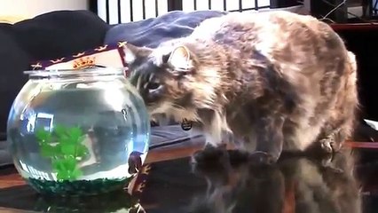 ПРИКОЛЫ и неудачи 2015 май