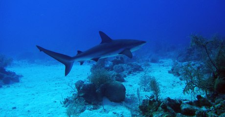 Under the sea l Underwater Survival Simulator