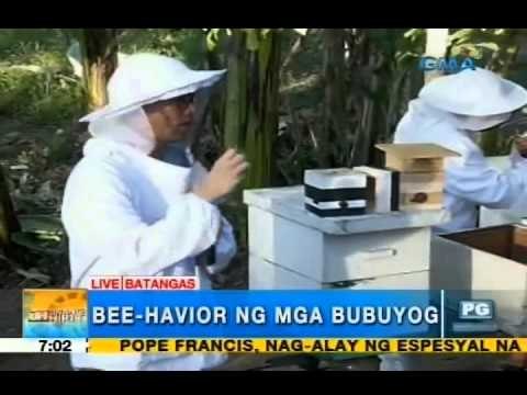 The health benefits of bee sting | Unang Hirit