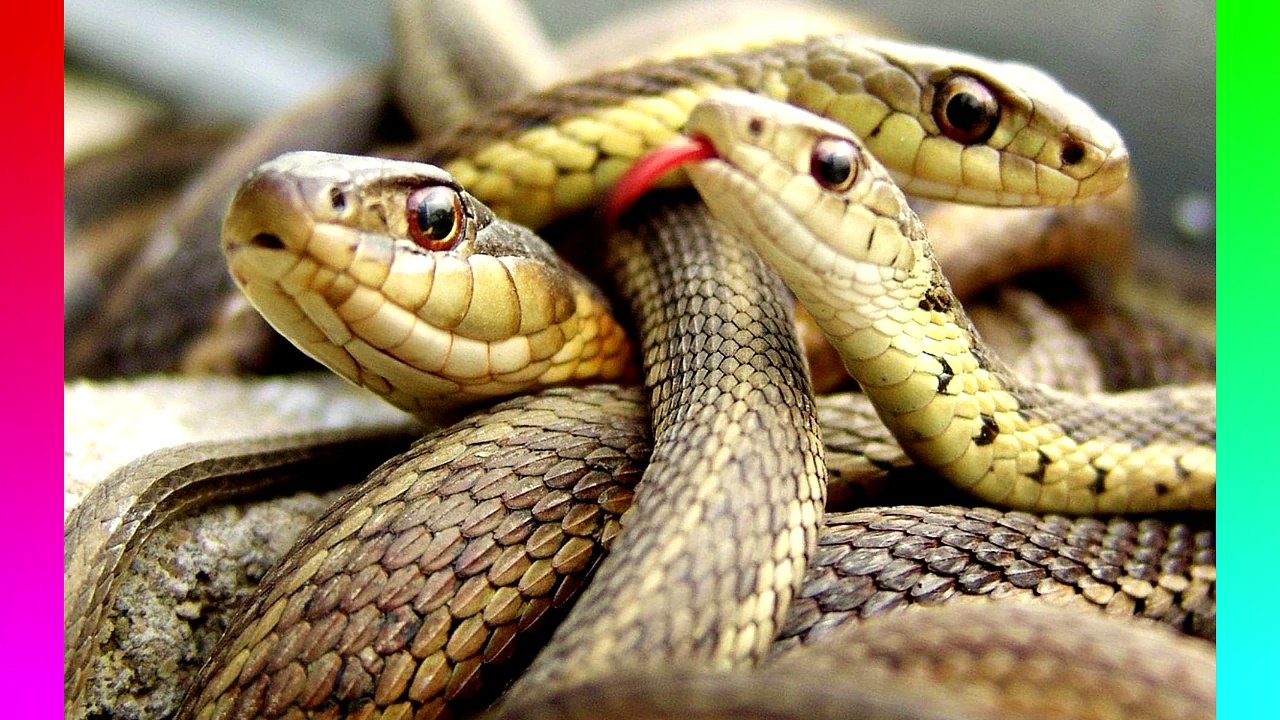 10 Facts You Dont Know About Australia - QuickTops