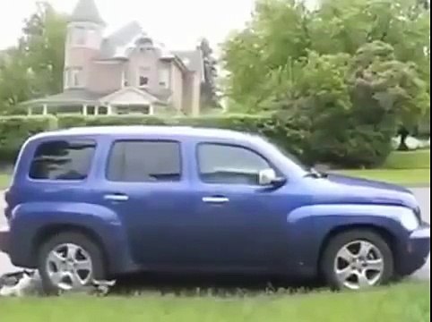 ЖЕСТОКИЙ БАТЛ! КОТ И СОБАКА ПРОТИВ ОЛЕНЯ! ВСЁ СЕРЬЕЗНО! Приколы с животными