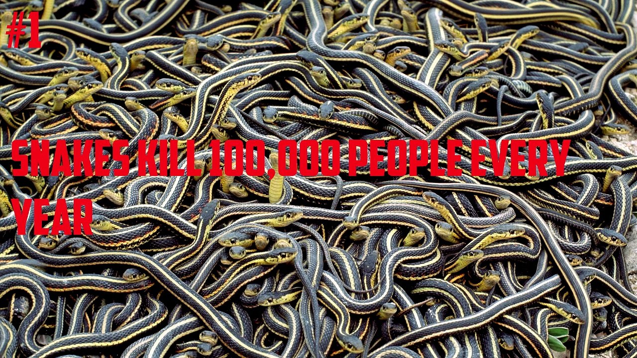 10 Facts You Might Not Know About Snakes - QuickTops