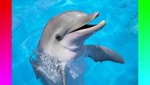 10 Interesting Facts You Dont Know About Dolphins - QuickTops