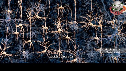اسرار الدماغ وما يحويه مترجم