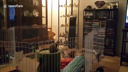 Ferret makes bid for freedom. Fails.