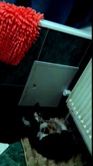 Драка кошек