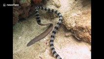 Sea snake eats moray eel