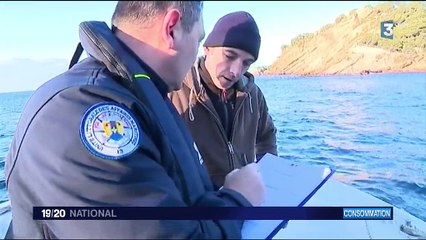 Oursins : une pêche traditionnelle réglementée