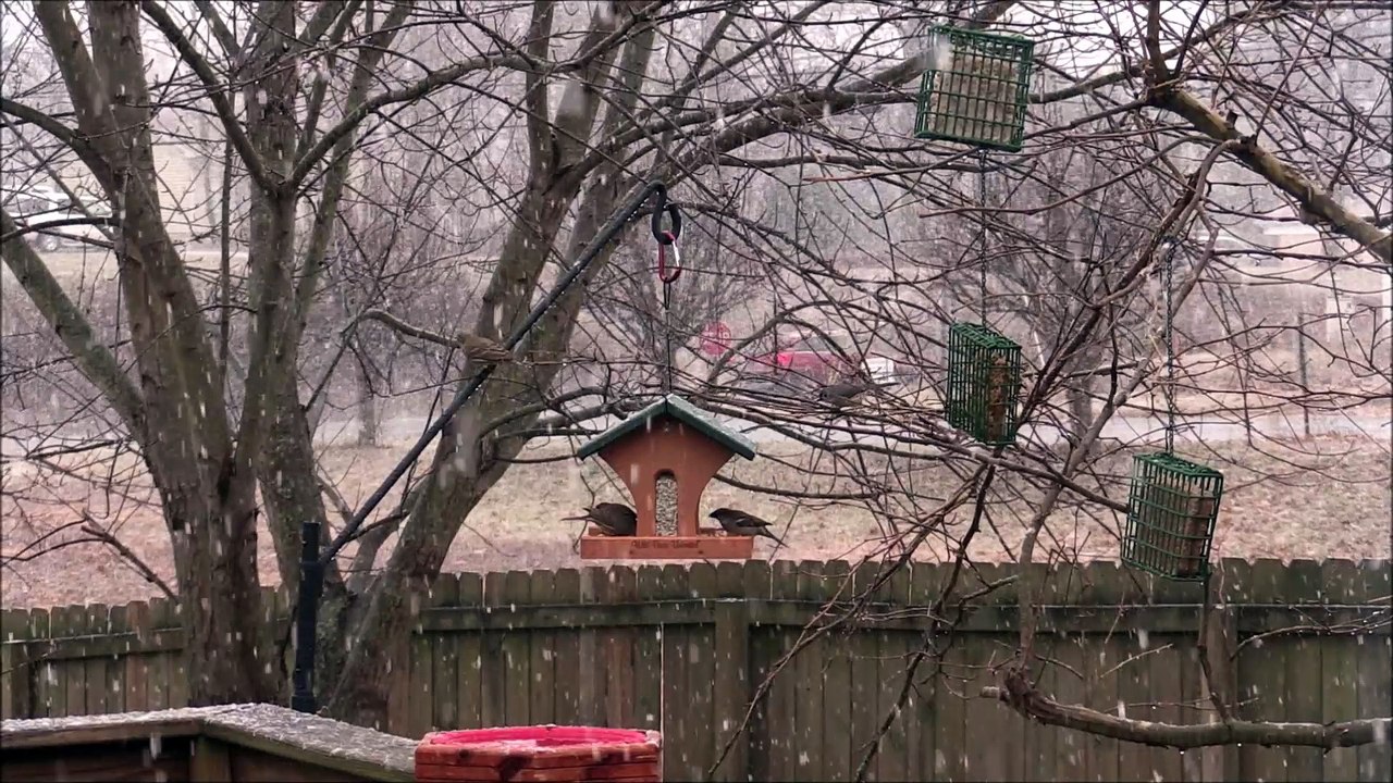 Backyard Birds In The Snow, White House Tn. - Jan 2017