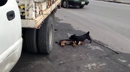 O VERDADEIRO AMIGO NÃO DA AS COSTAS