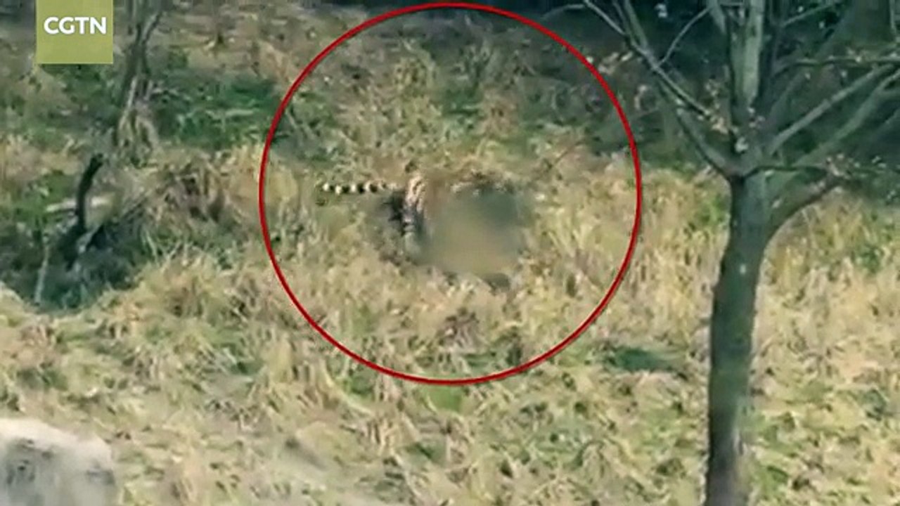 Burri sulmohet dhe mbytet nga tigri në sy të gruas dhe fëmijëve të tij