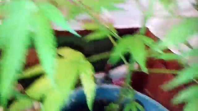 Clonar canabis na agua(plantio medicinal)