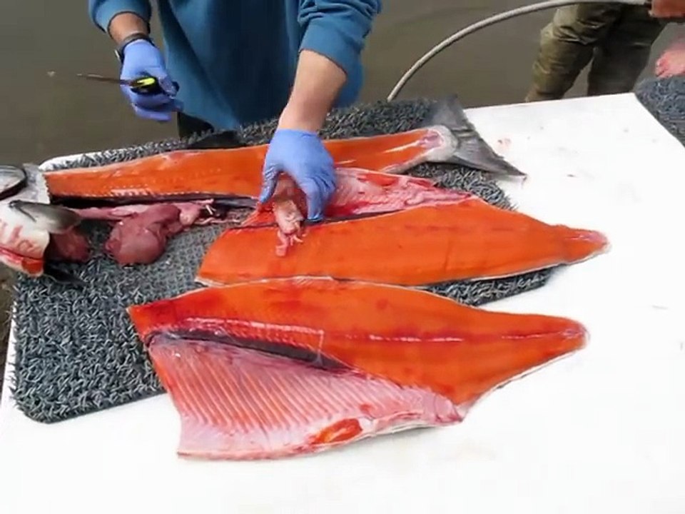 cara memotong dan menguliti ikan SALMON BESAR