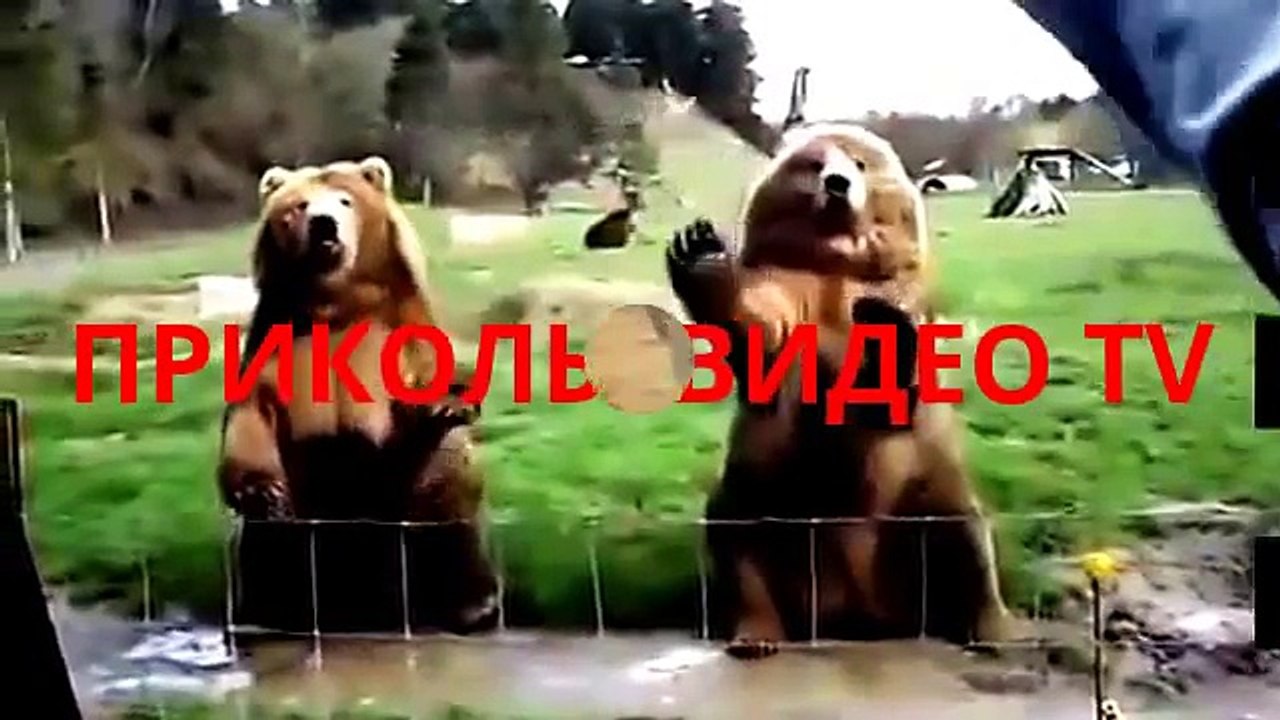 Приколы.Собака и ишак