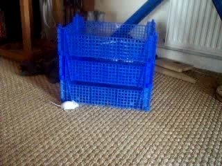 Le chat et la souris