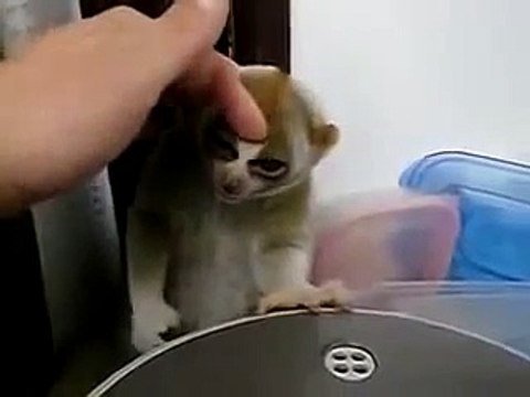 Домашний лемур лори Смешные звери и животные июнь 2016