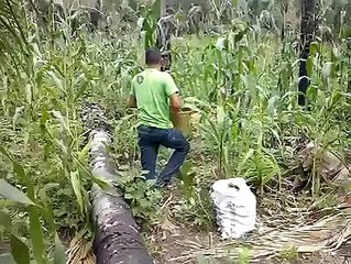O Valentão