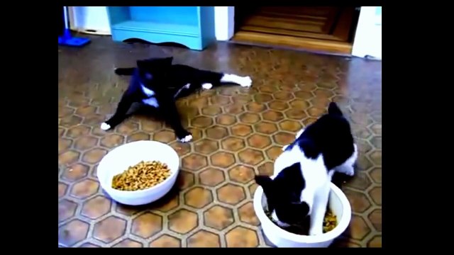 Пьяные коты видео прикол. Смешное видео с кошками! РЖАКА! Смотреть всем!